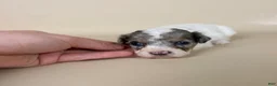 Maltipoo dogs for sale: Beckham - Ad 6