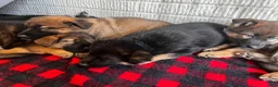 German Shepherd dogs for sale: White - Ad 6