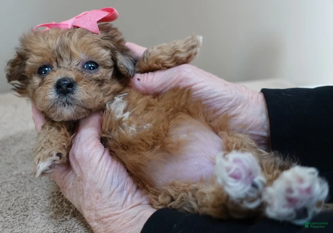 Maltipoo dogs for sale: Miracle chocolate merle PET ONLY - Ad 11
