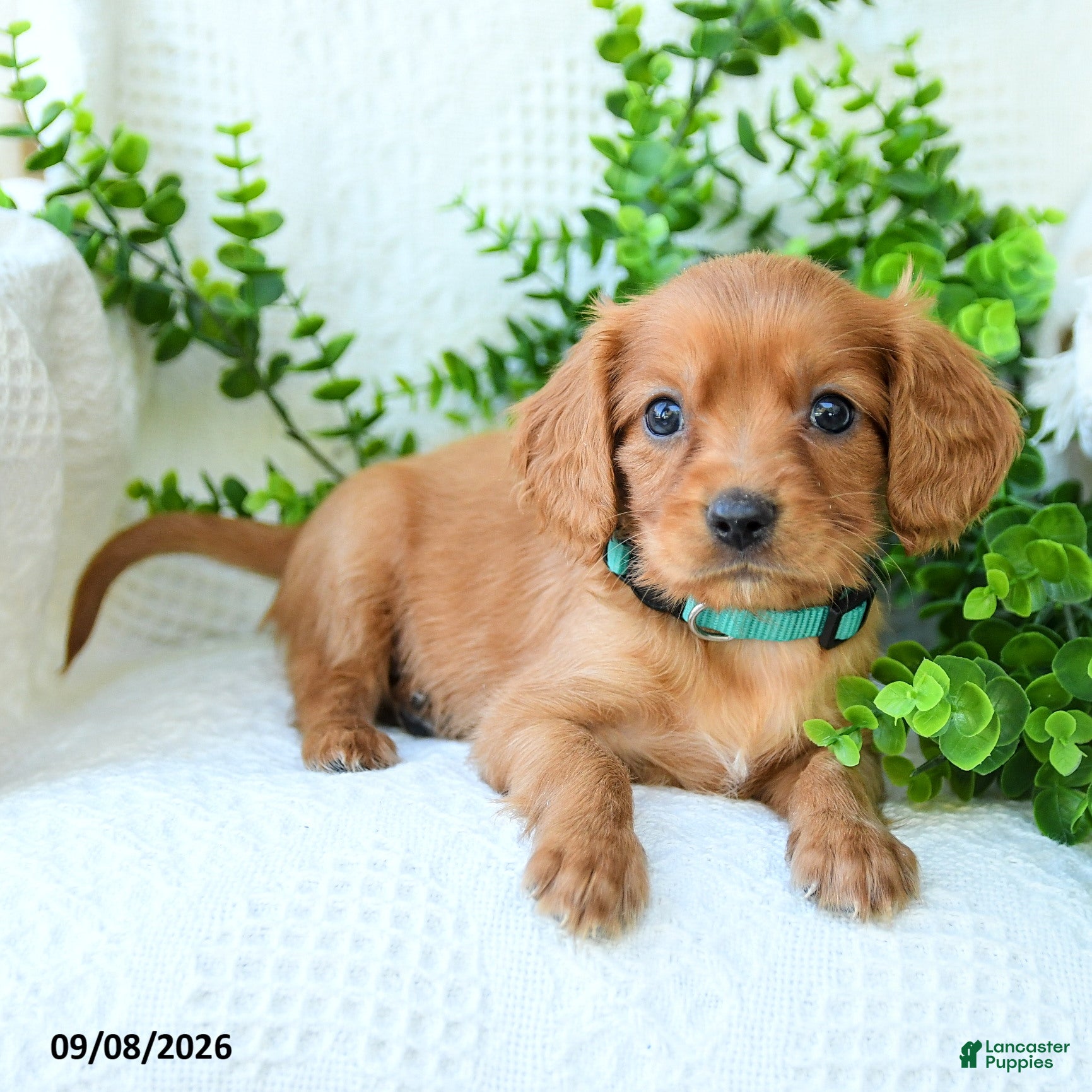 Miniature Golden Retriever dogs Archie - Ad 2