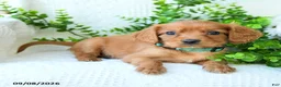 Miniature Golden Retriever dogs for sale: Archie - Ad 2
