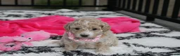 Bichpoo dogs for sale: Bichpoo 1Abby - Ad 4