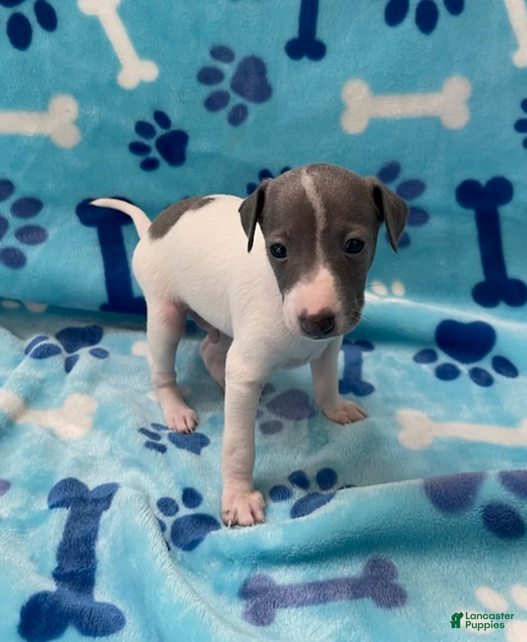 Italian Greyhound dogs for sale: Italian Greyhound Puppy 2 - Ad 2