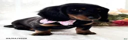 Miniature Dachshund dogs for sale: Sugar Gal - Ad 3