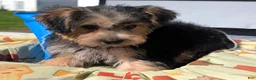 Yorkiepoo dogs for sale: Theodore  - Ad 4