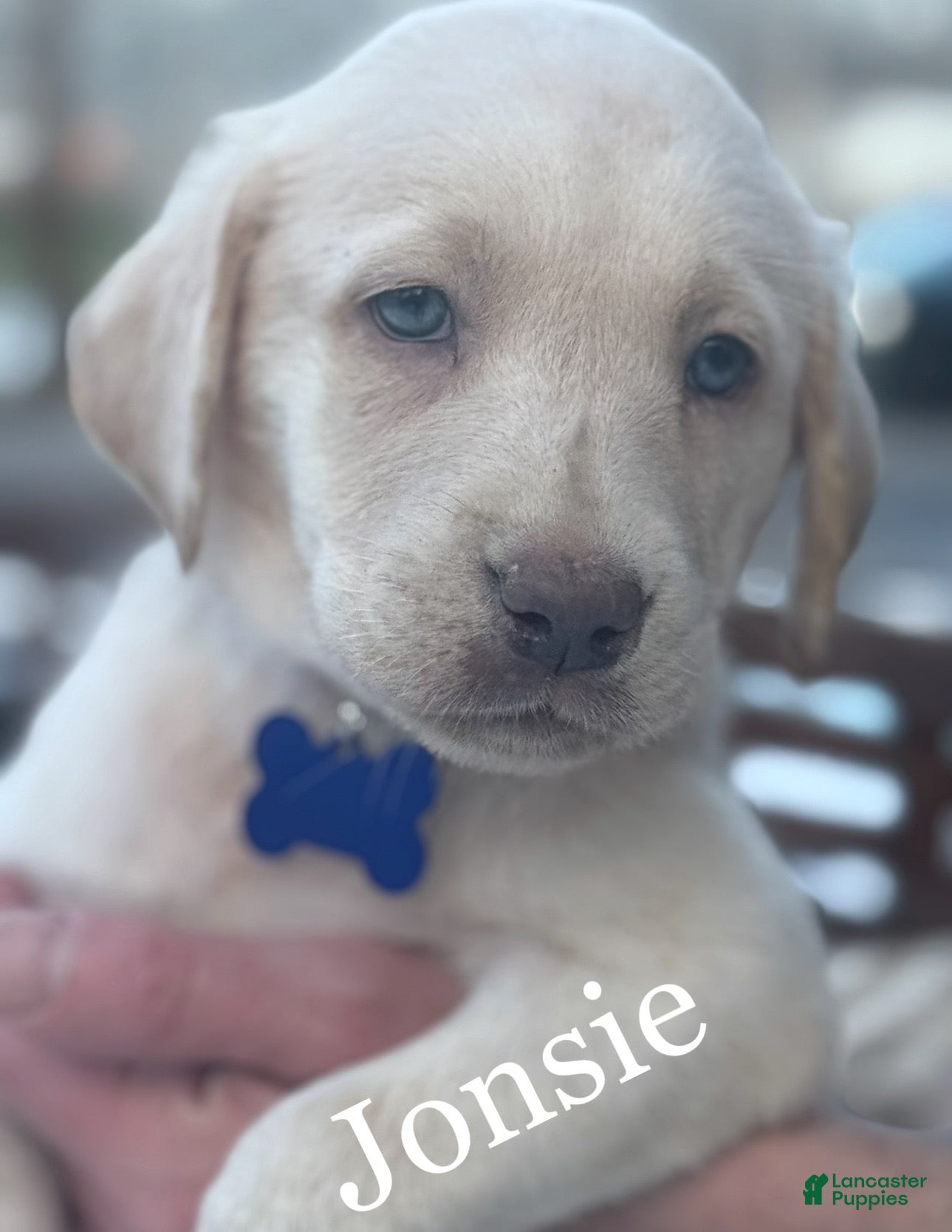 Labrador Retriever dogs Labrador Retriever Puppy 1 - Ad 14