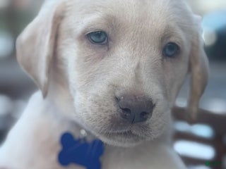 Labrador Retriever dogs Labrador Retriever Puppy 1 - Ad 14