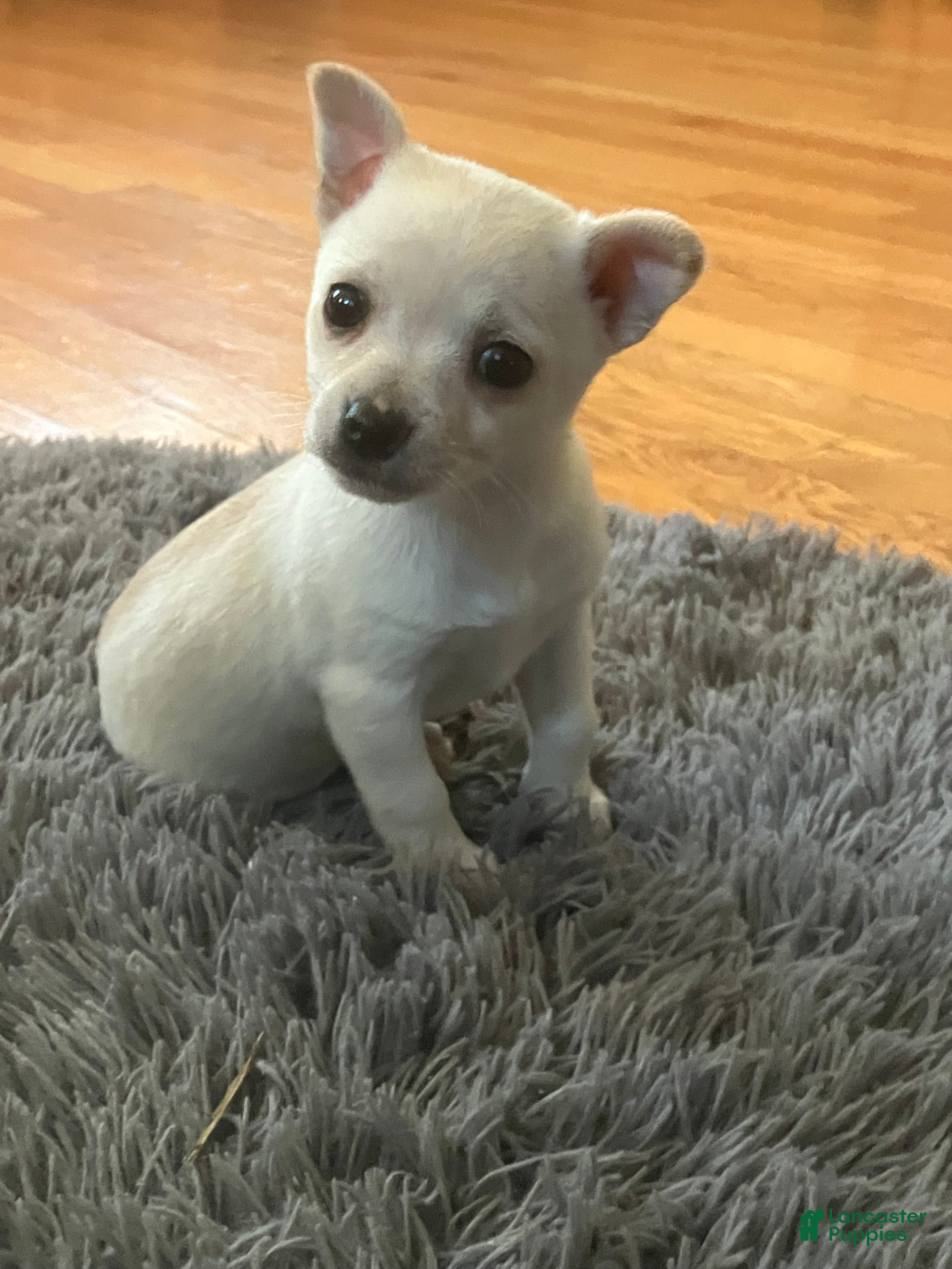 Chihuahua dogs Kelly - Ad 31