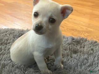 Chihuahua dogs Kelly - Ad 29