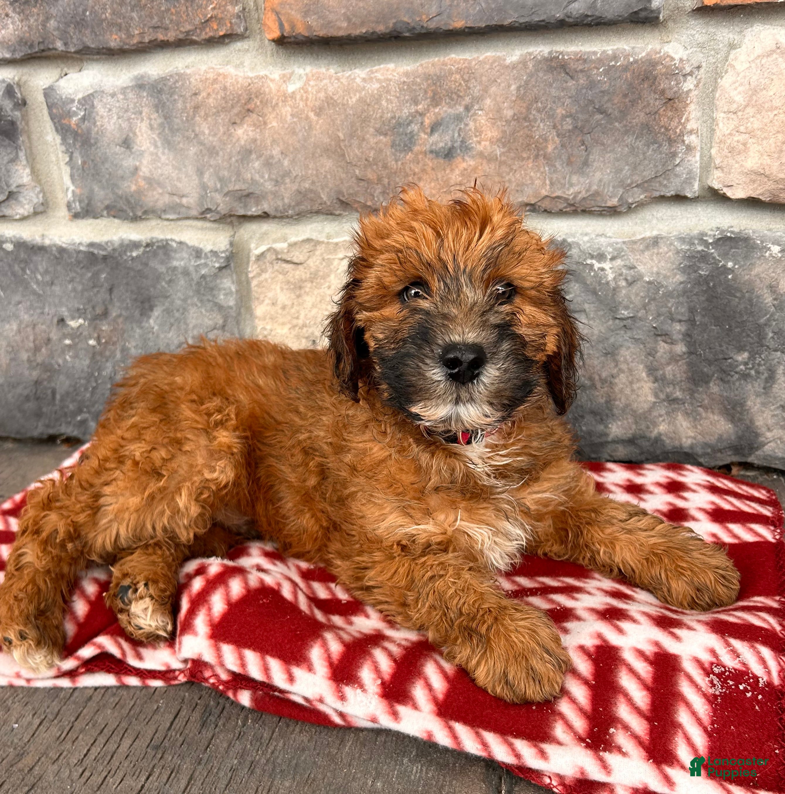 Whoodle dogs Elijah - Ad 10