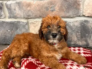 Whoodle dogs Elijah - Ad 10