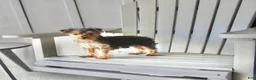 Yorkshire Terrier dogs for sale: Pluto - Ad 21