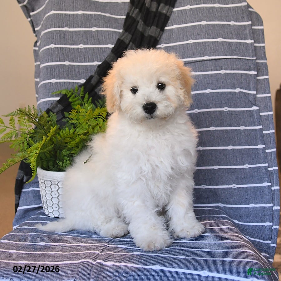 Bichpoo dogs Waffles - Ad 1