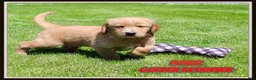 Golden Retriever dogs for sale: Rover - Ad 1