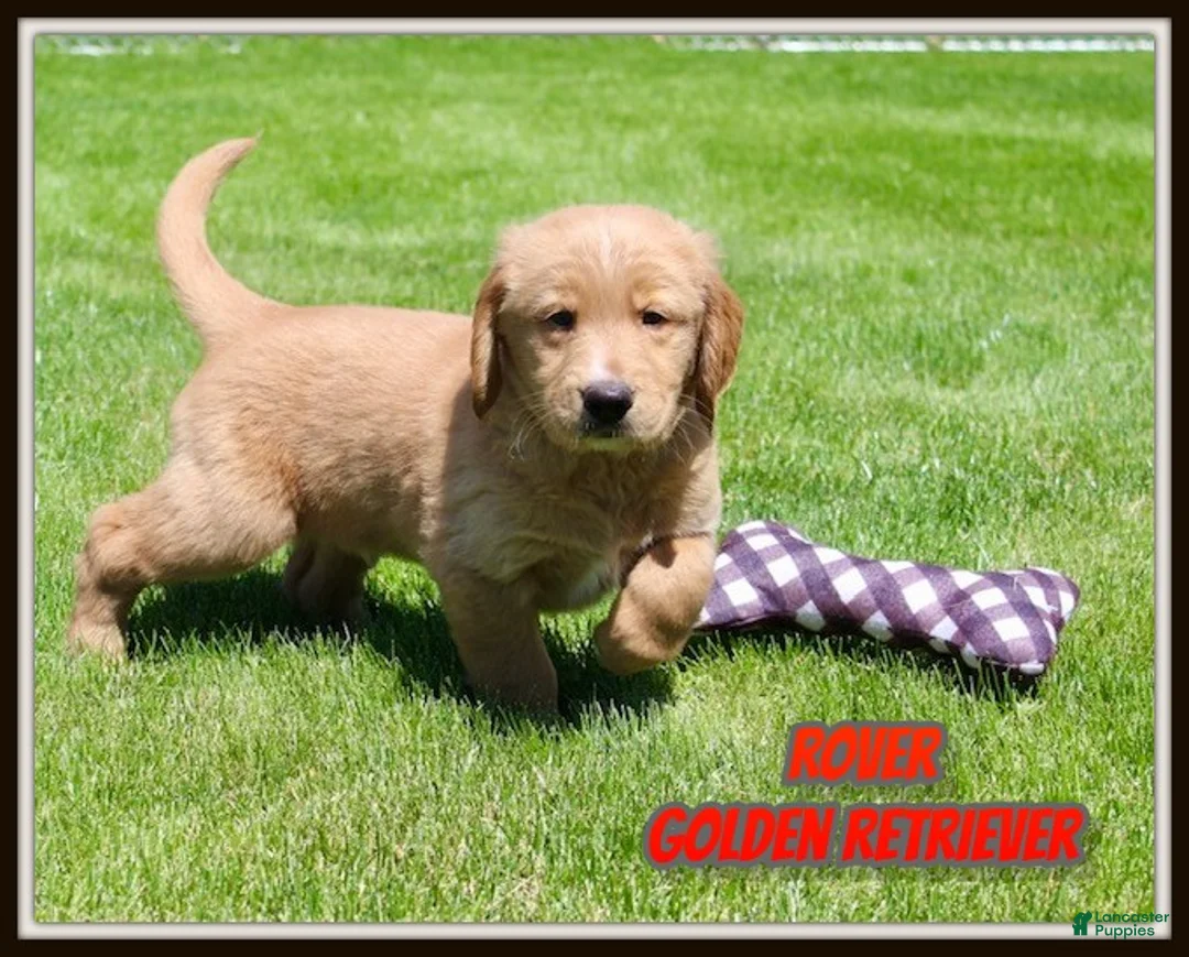 Golden Retriever dogs for sale: Rover - Ad 1