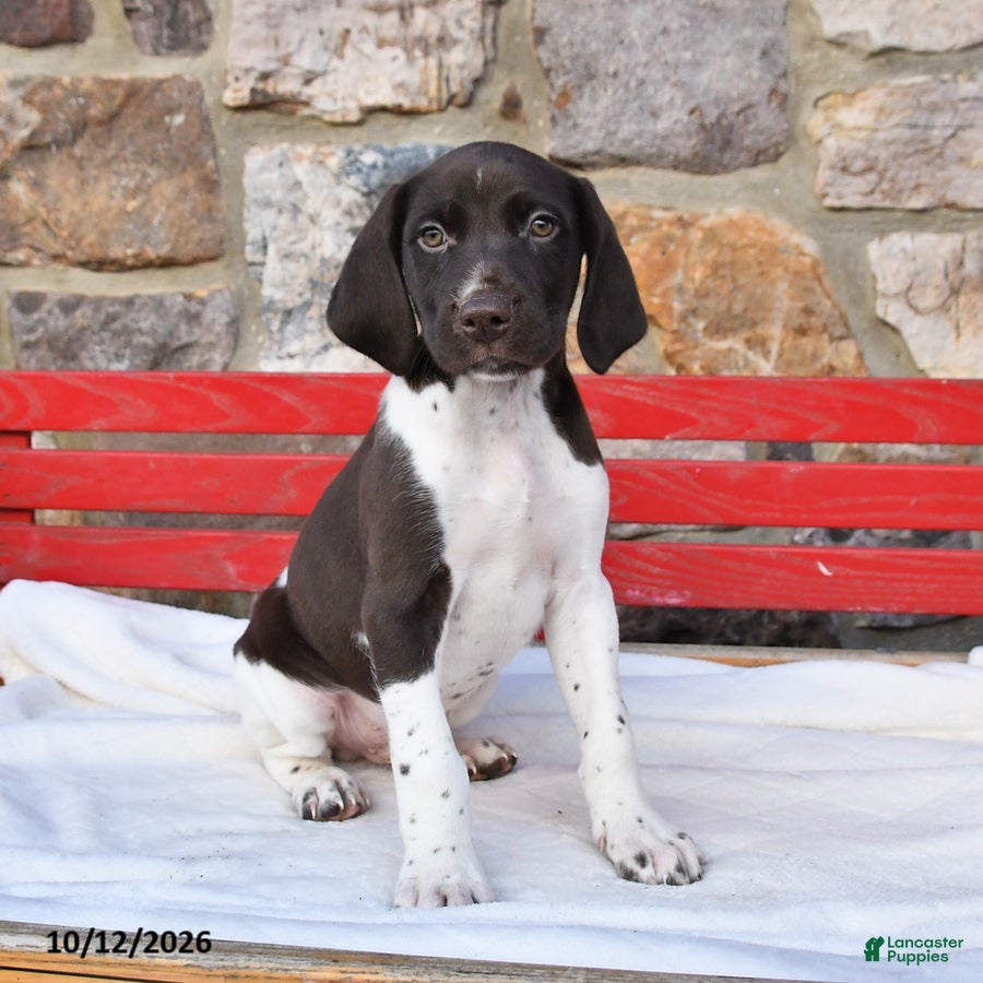 German Shorthaired Pointer dogs for sale: Pepsi - Ad 2