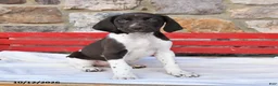 German Shorthaired Pointer dogs for sale: Pepsi - Ad 2