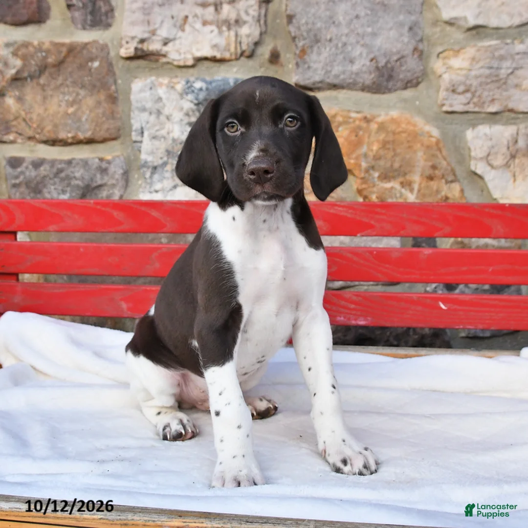 German Shorthaired Pointer dogs for sale: Pepsi - Ad 2