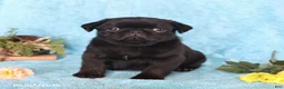 Pug dogs for sale: White Socks - Ad 2