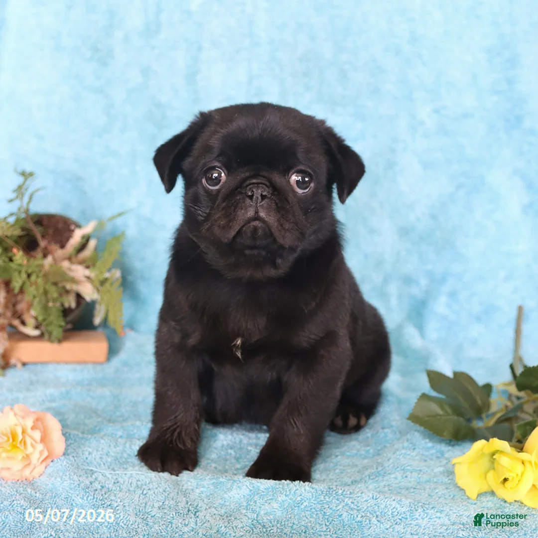 Pug dogs for sale: White Socks - Ad 2