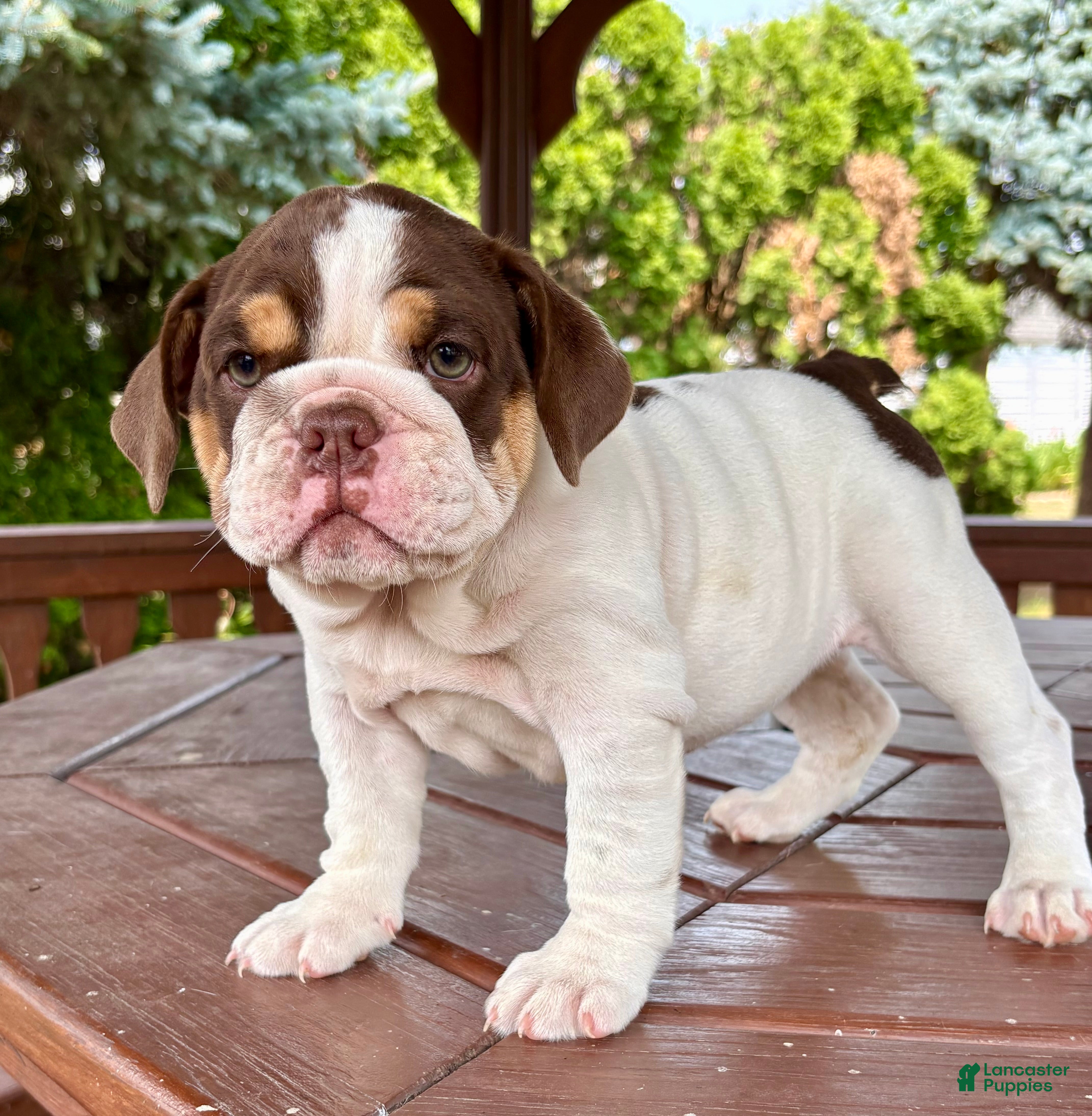 English Bulldog dogs Pearl - Ad 2