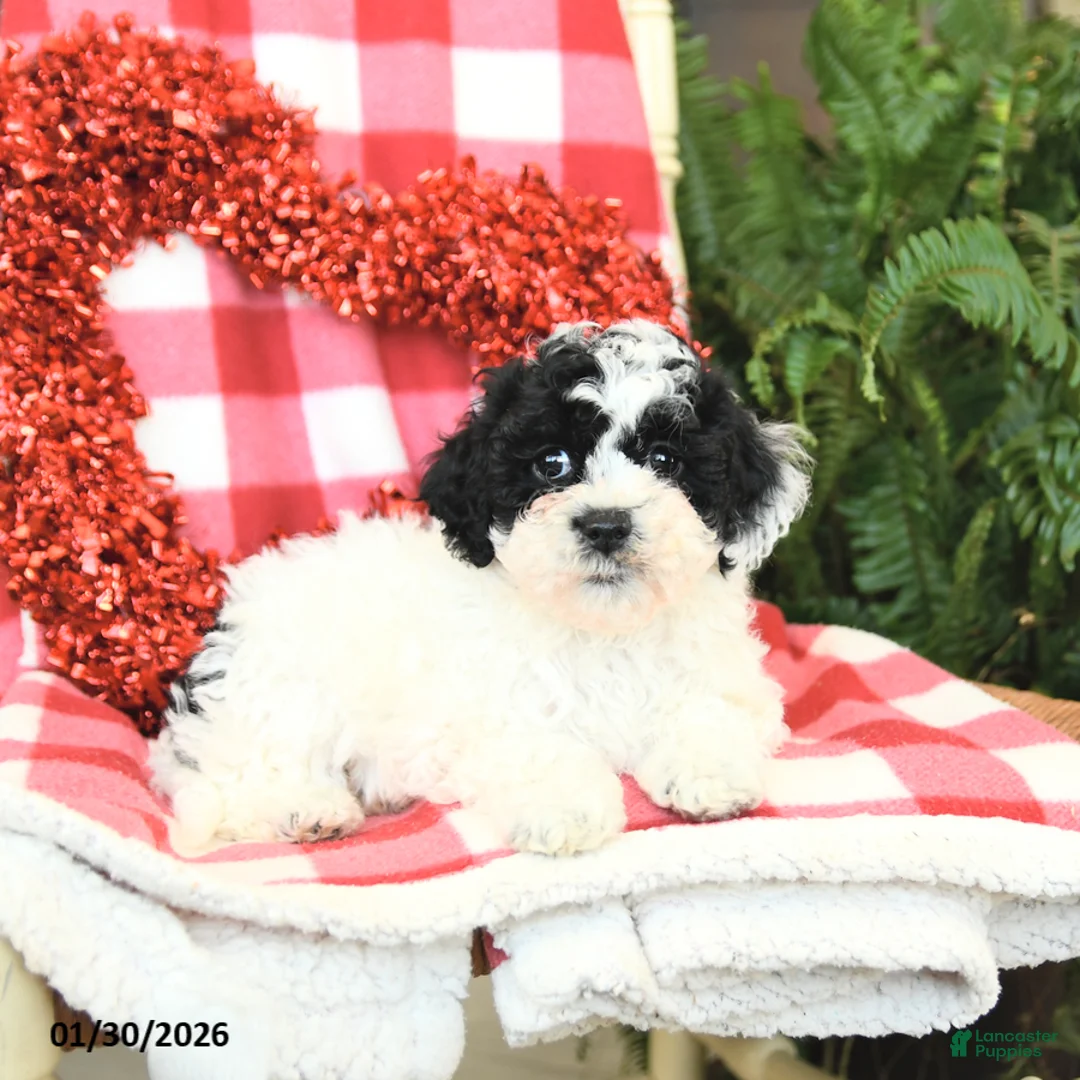 Havapoo dogs for sale: Princess - Ad 5