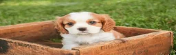 Cavalier King Charles Spaniel dogs for sale: Lincoln Cavalier King Charles Spaniel  - Ad 6
