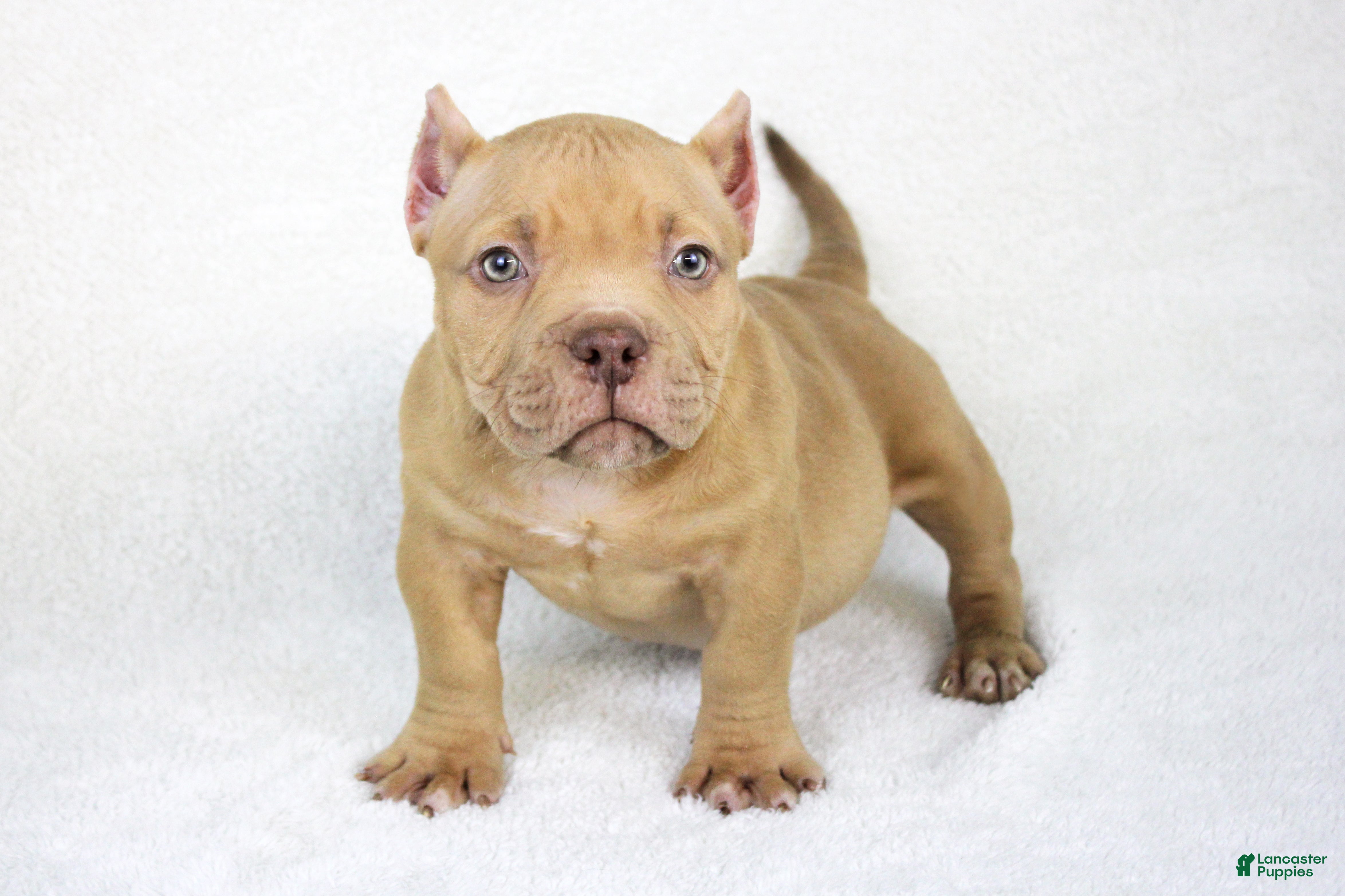 American Bully dogs Lilac Female - Ad 1
