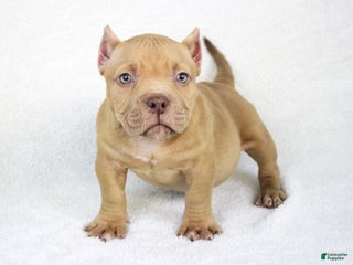 American Bully dogs Lilac Female - Ad 3