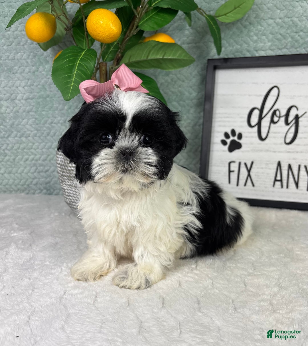 Shih Tzu dogs for sale: Sydney  - Ad 6