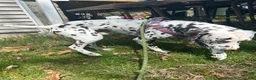 Dalmatian dogs for sale: Dalmatian Puppy 1 - Ad 2