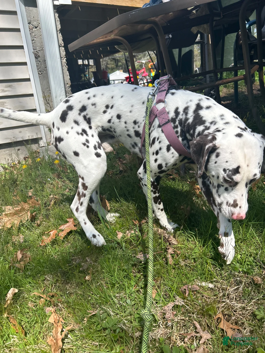 Dalmatian dogs for sale: Dalmatian Puppy 1 - Ad 2