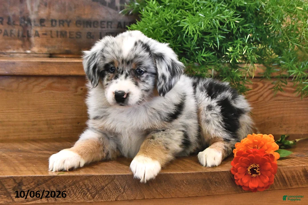 Australian Shepherd dogs for sale: Autumn - Ad 2