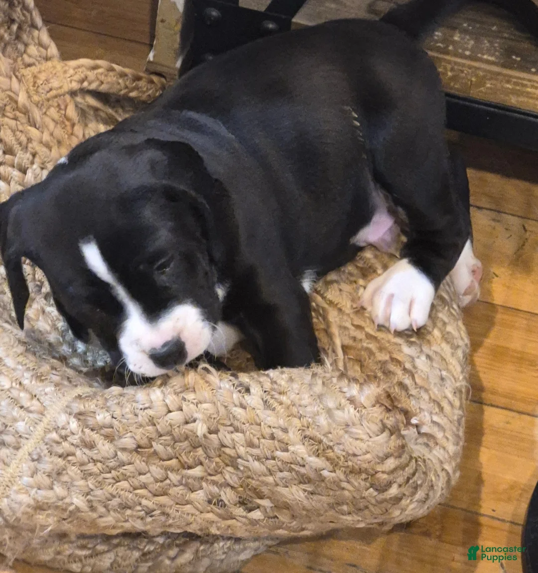 Mixed Breed dogs for sale: Charlie  - Ad 1