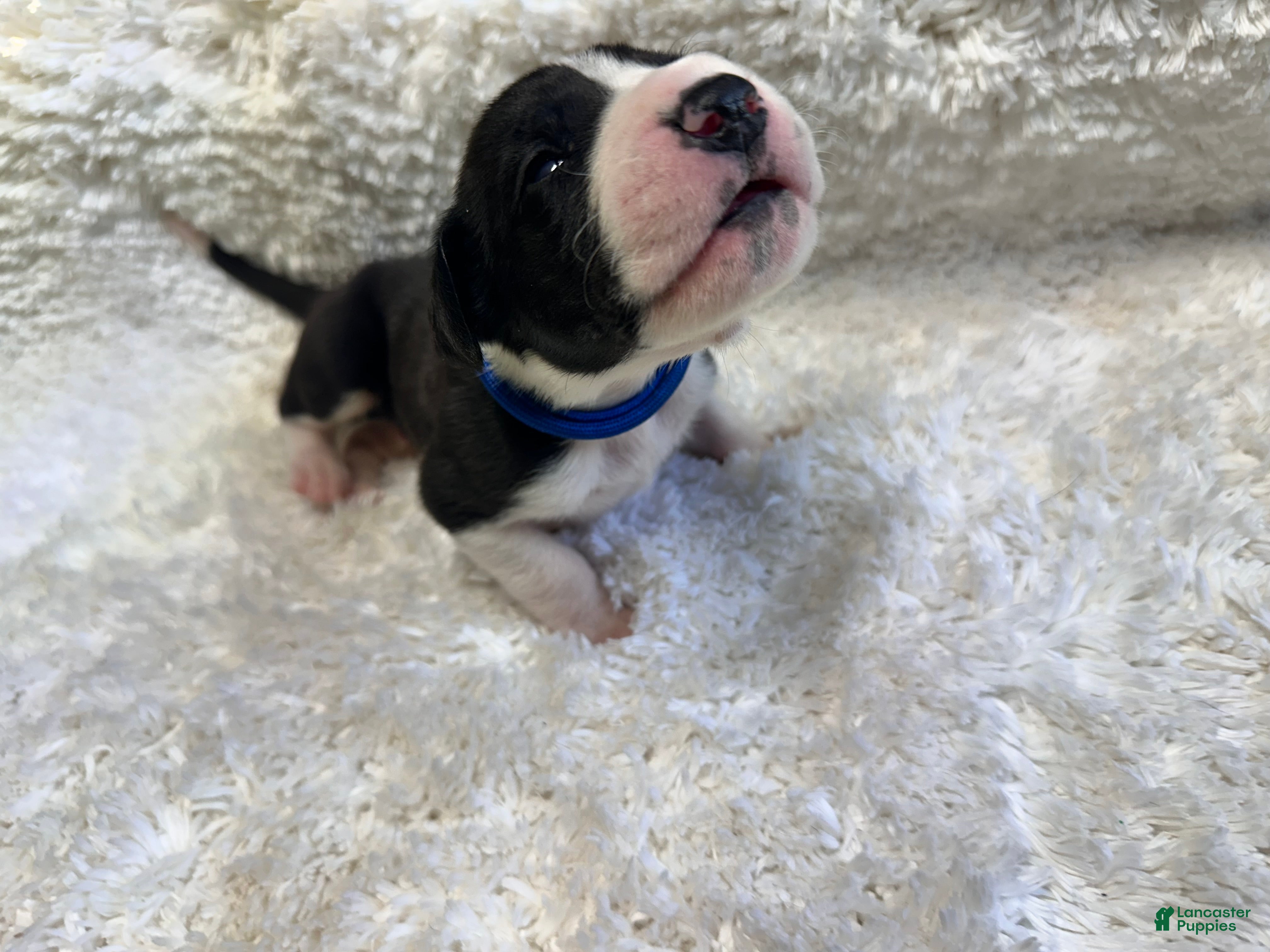 Great Dane dogs Flipz - Ad 1