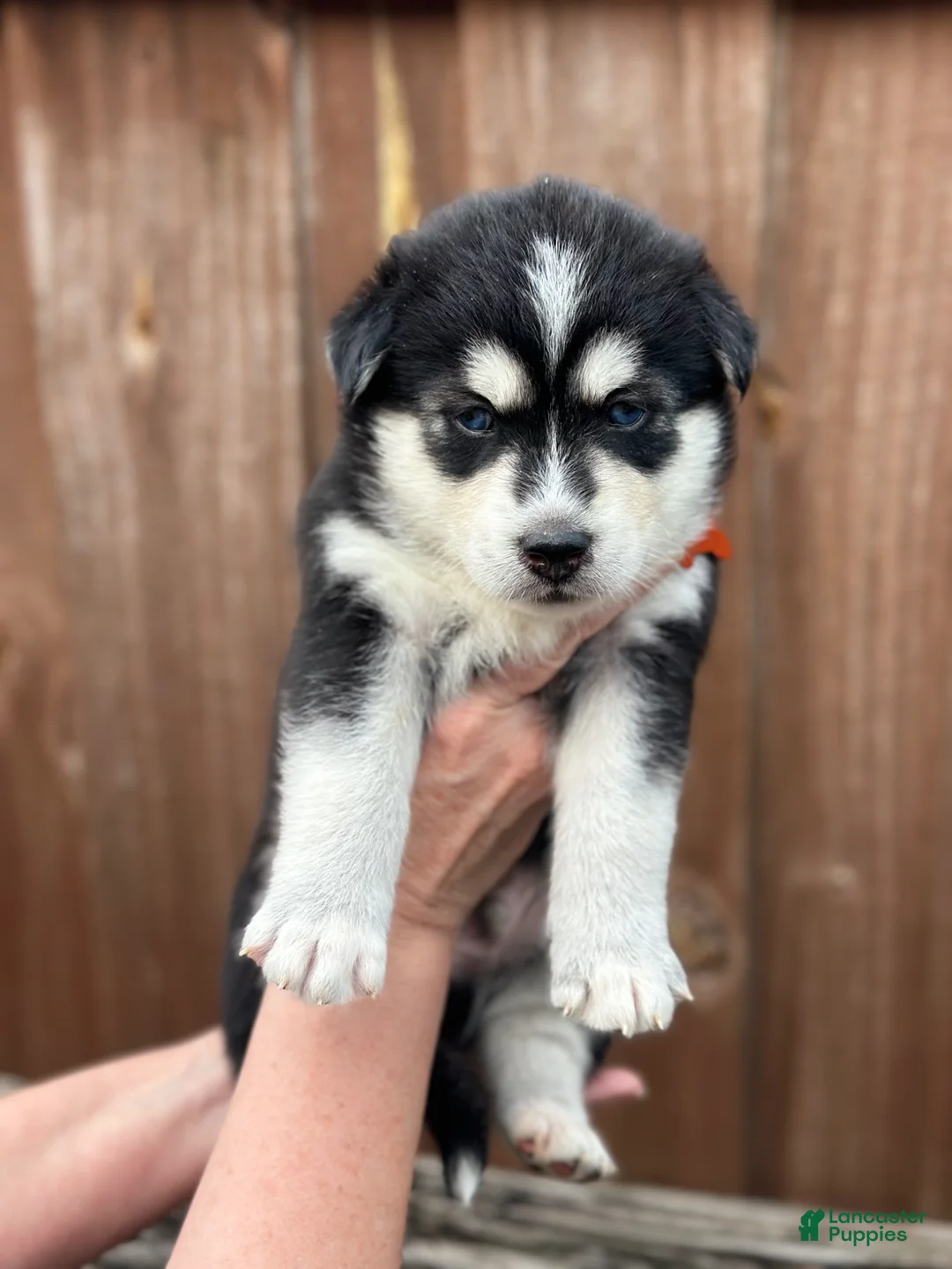 Pomsky dogs for sale: Brook - Ad 1