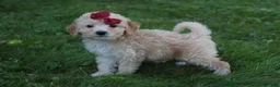 Mini Goldendoodle dogs for sale: Darla 🎀 - Ad 4
