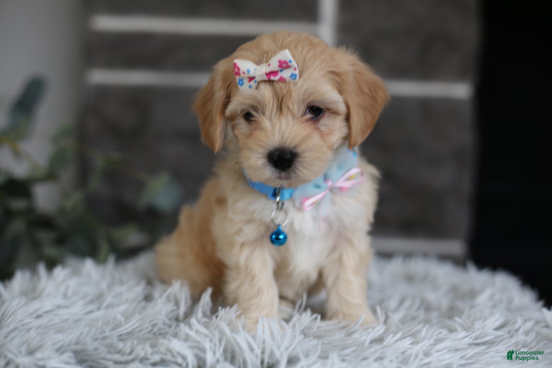 Maltipoo dogs for sale: Millie - Ad 12