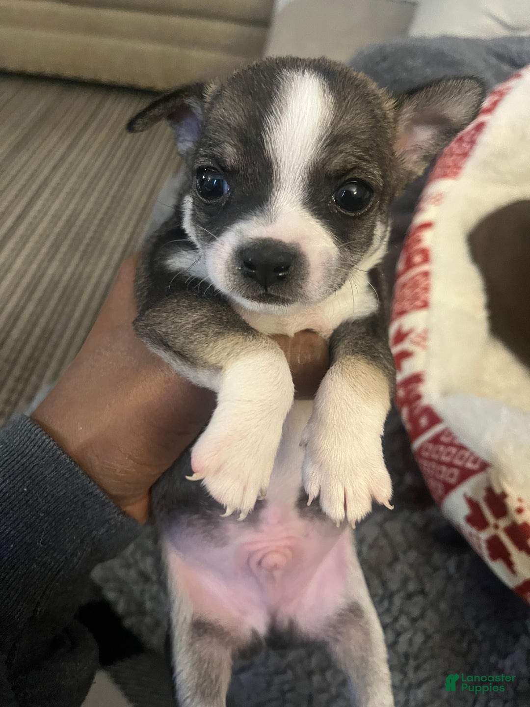 Chihuahua dogs for sale: Chihuahua Puppy 4 - Ad 2
