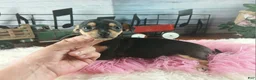 Chihuahua dogs for sale: Chihuahua 4 - Ad 3