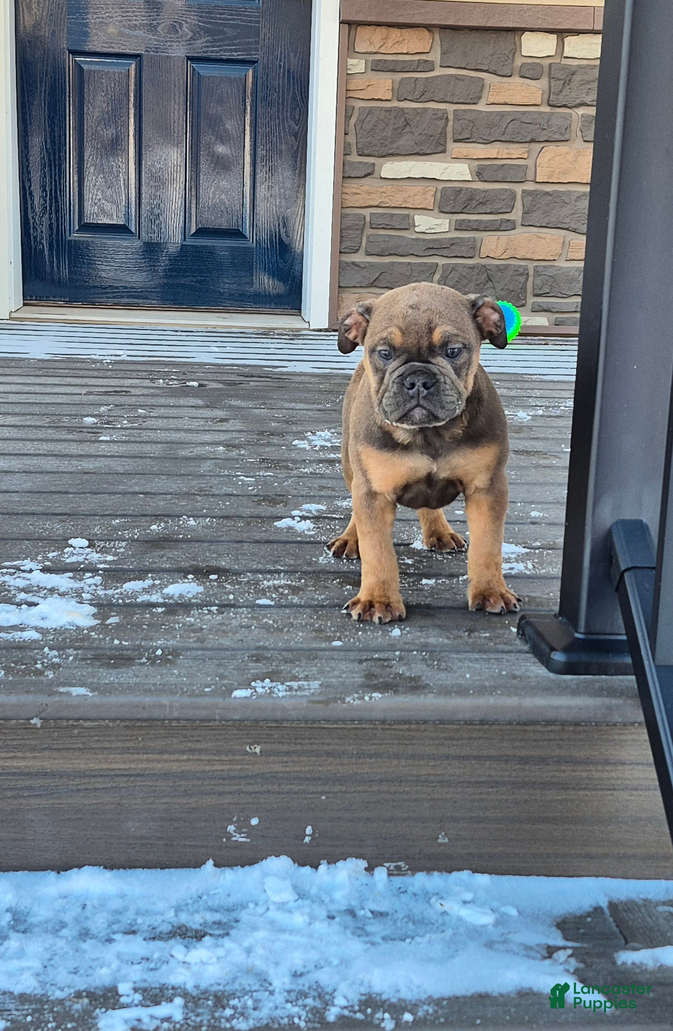 Olde English Bulldogge dogs Olde English Bulldogge Puppy 2 - Ad 1