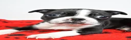 Boston Terrier dogs for sale: Piper - Ad 8