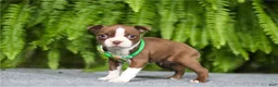 Boston Terrier dogs for sale: Noland - Ad 4