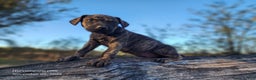 Catahoula Leopard Dog dogs for sale: Tracy II 2025 Female 4 - Ad 10