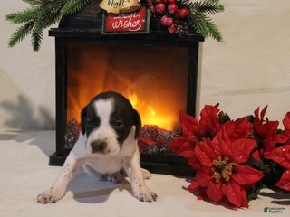 German Shorthaired Pointer dogs Dancer - Ad 12