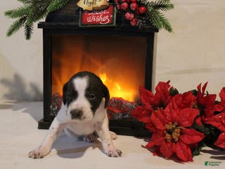 German Shorthaired Pointer dogs Dancer - Ad 34