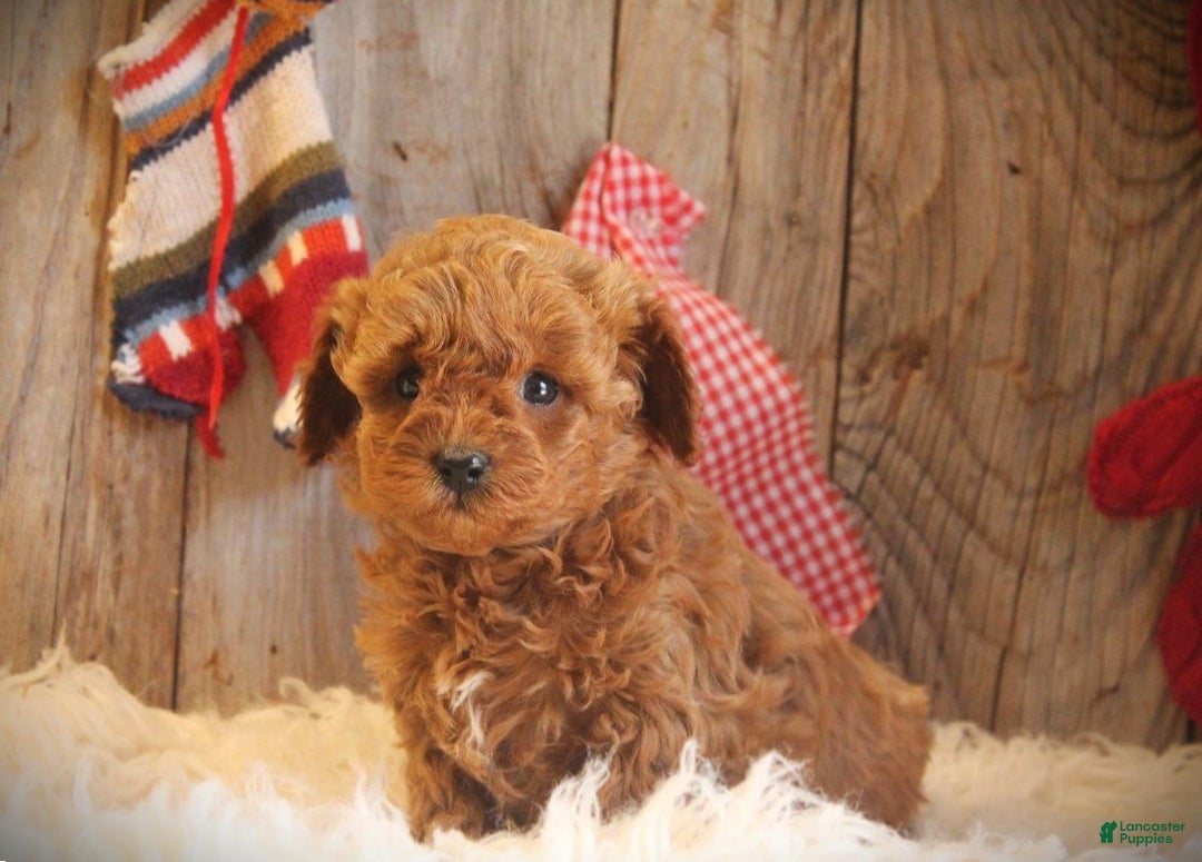 Cavapoo dogs for sale: Toby - Ad 2