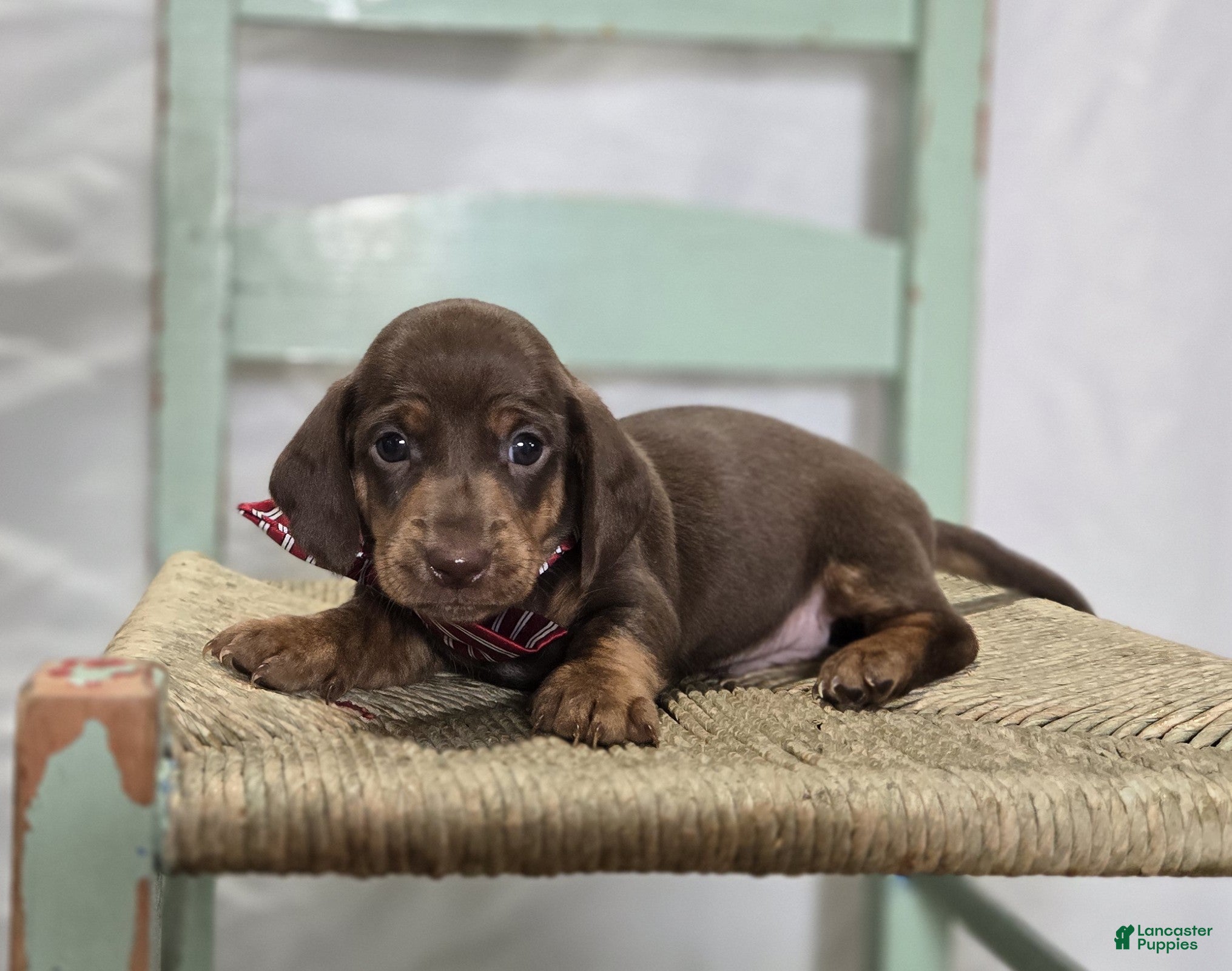 Miniature Dachshund dogs Andrew - Ad 1
