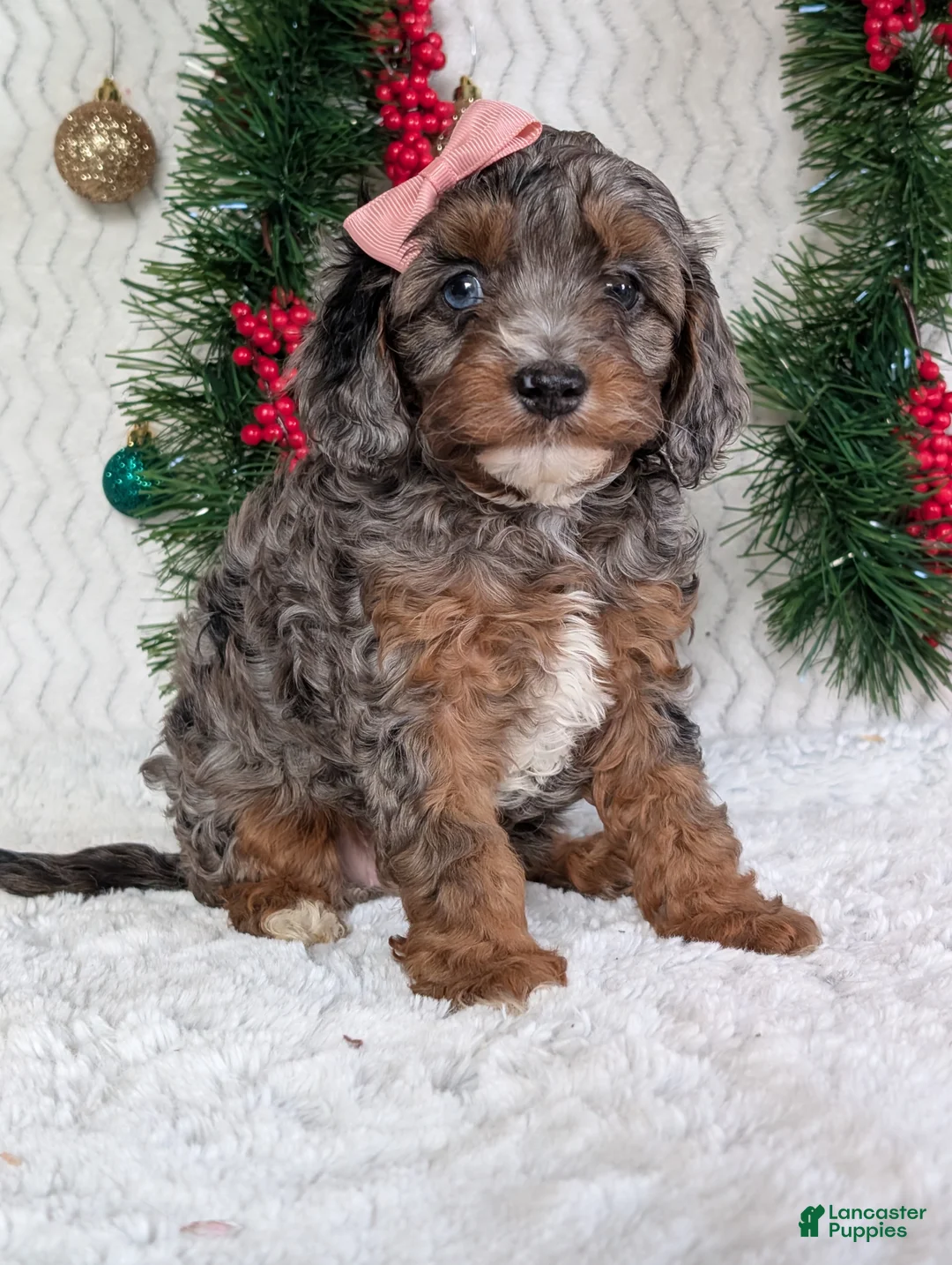 Cavapoo dogs for sale: Abby  - Ad 19
