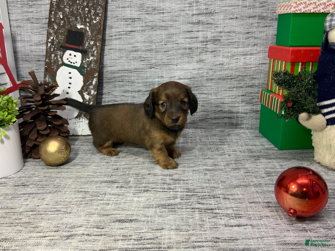 Miniature Dachshund dogs for sale: Nora - Ad 8